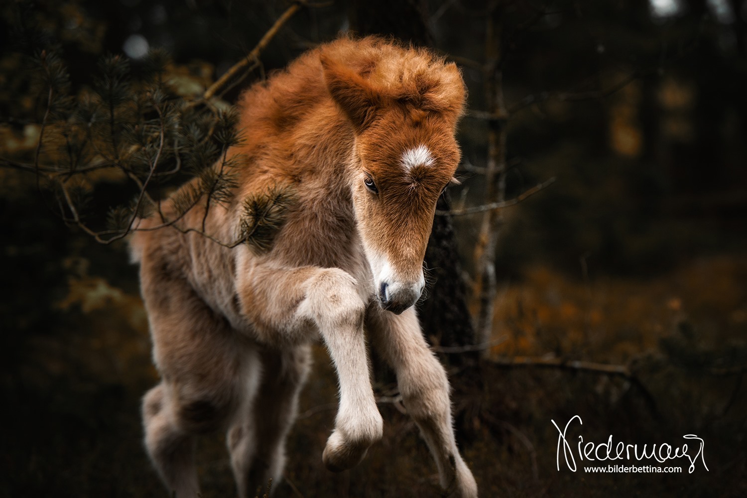 @bilderbettina - Foal